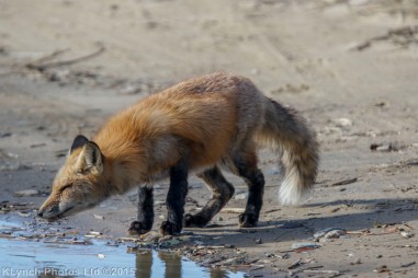 fox_33