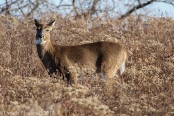 Deer_38