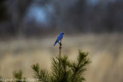 Bluebird_1
