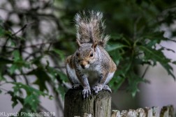 Squirrel_13