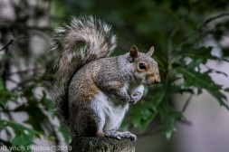 Squirrel_3