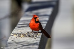 Cardinal_5