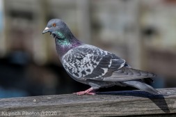 pigeon_4