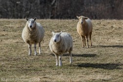 Sheep_2