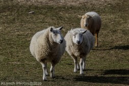 Sheep_4