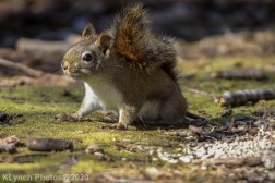 Squirrel_6