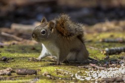 Squirrel_7