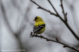 Goldfinch_4