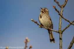 Sparrow_6